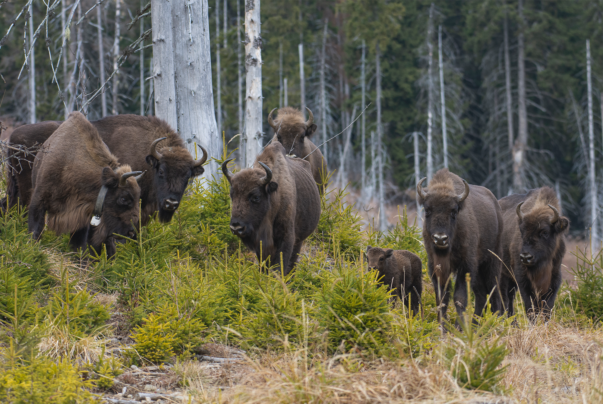 După 200 de ani de absență, 28 de zimbri s-au adaptat perfect în sălbăticie, la mediul natural din Munții Făgăraș