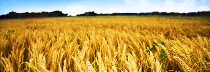 AGRO OIL SERVICE SRL