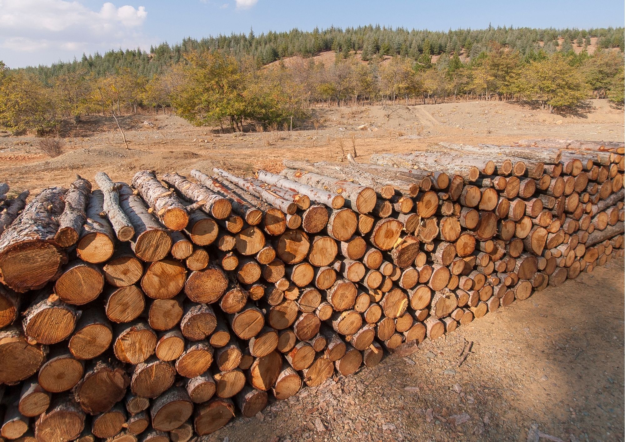APROMAR FOREST 2001 SRL