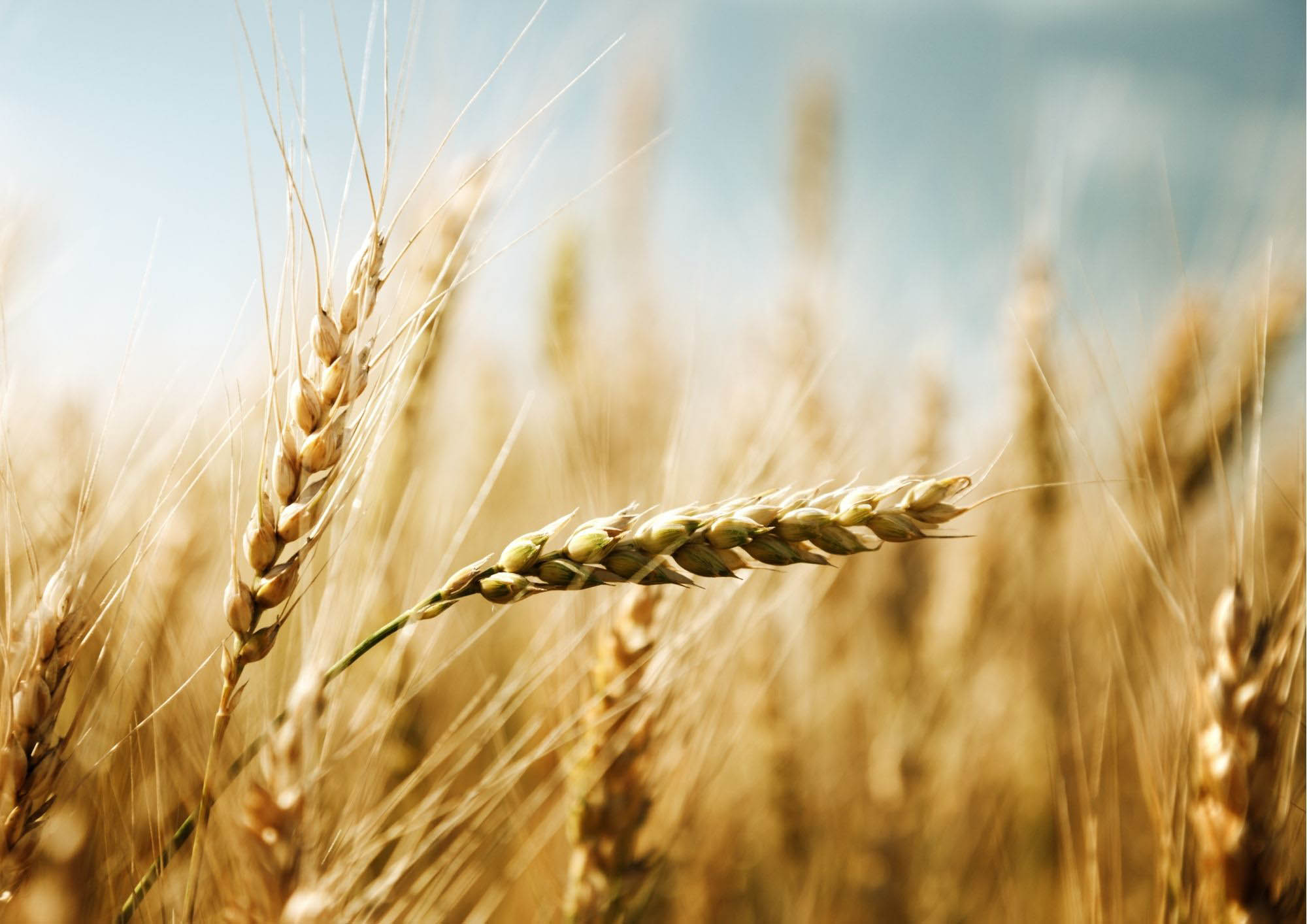 SOCIETATEA AGRICOLĂ DEALUL COVURLUI