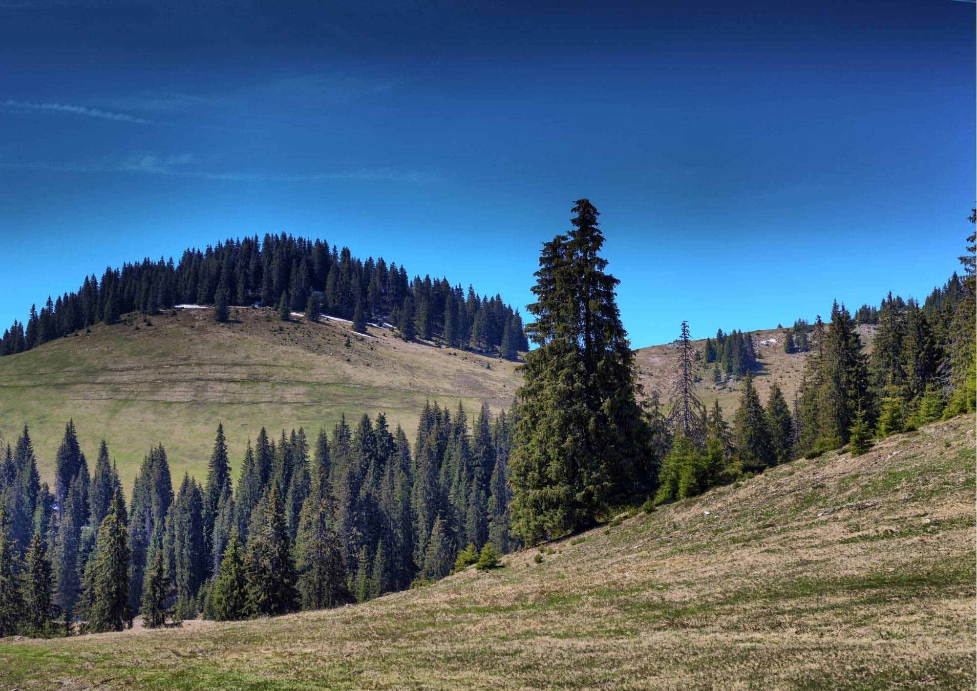 REGIA PUBLICA LOCALA OCOLUL SILVIC PADURILE FAGARASULUI RA