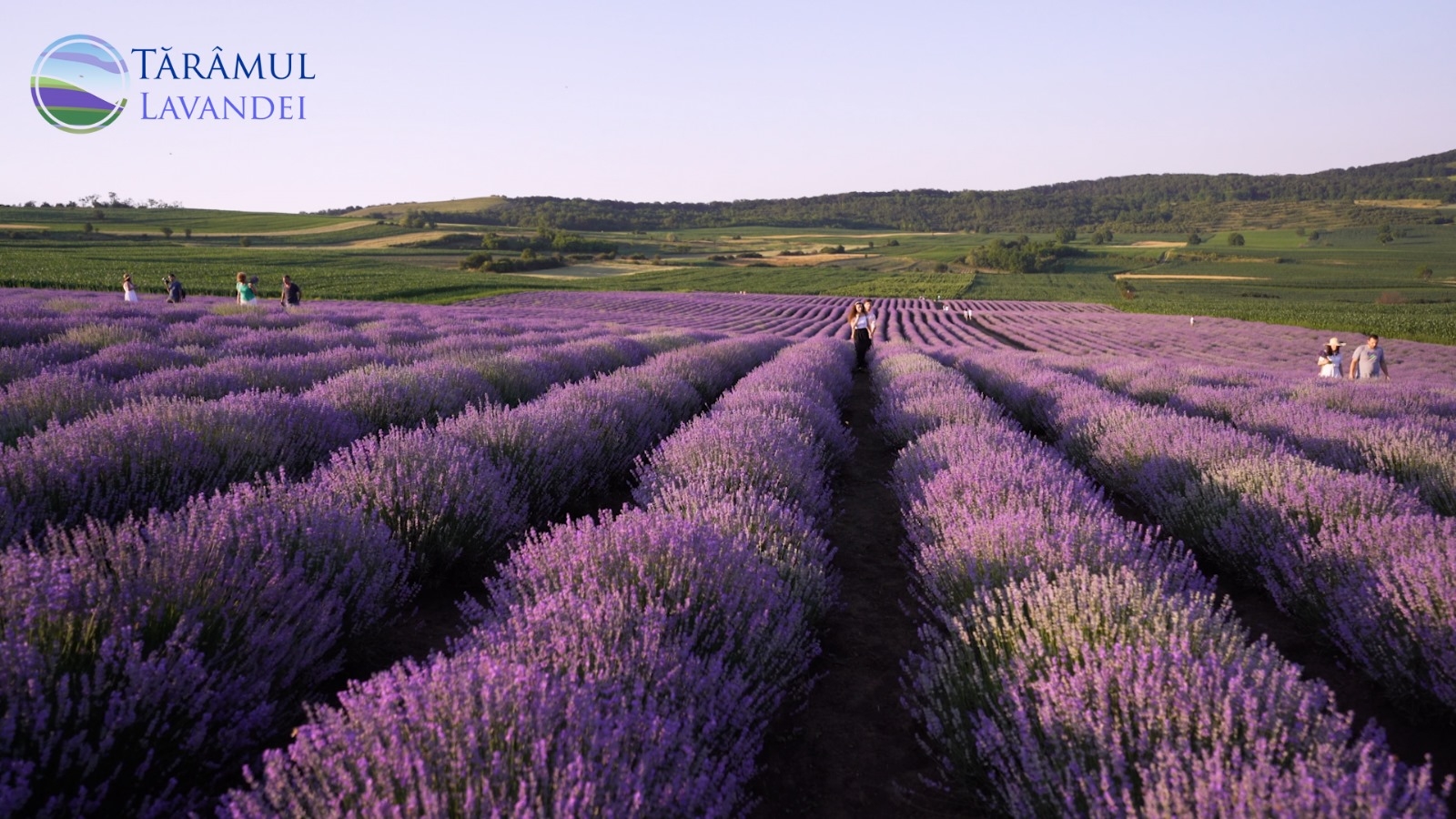 PRIMĂRIA MĂDĂRAŞ