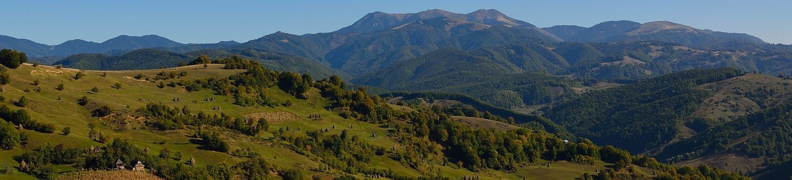 PRIMĂRIA TÂRLIŞUA