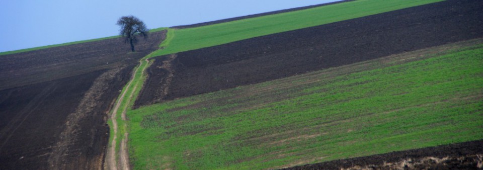 PRIMĂRIA DUMBRĂVENI