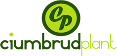 CIUMBRUD PLANT SRL