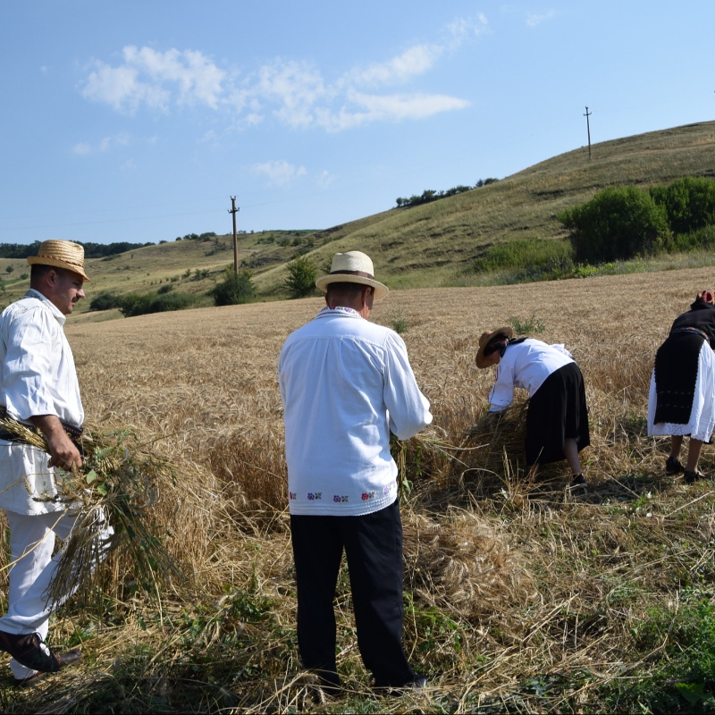 ,,CUNUNA SECERIȘULUI\", FRATA/SOPORU DE CÂMPIE