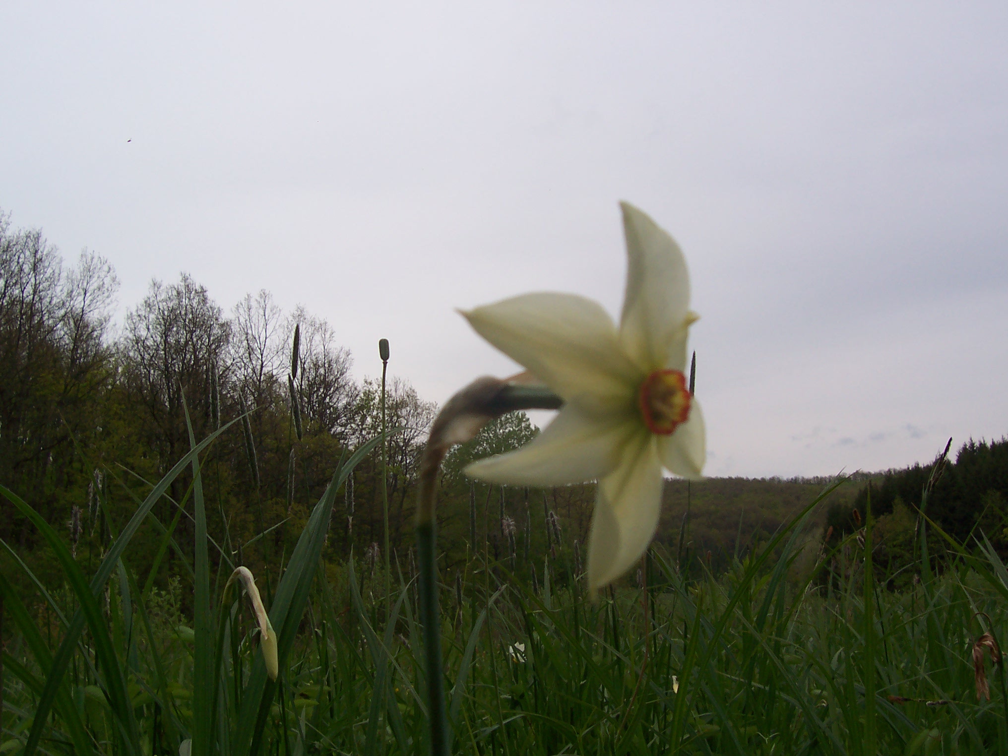 Narcisăsălbatică.jpg