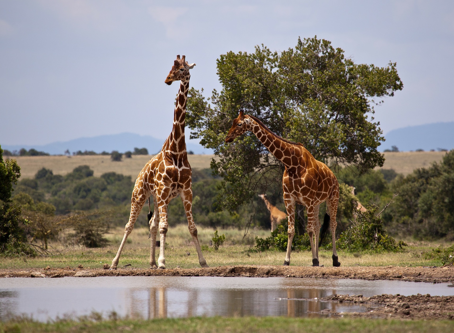 giraffe-163036_1920.jpg