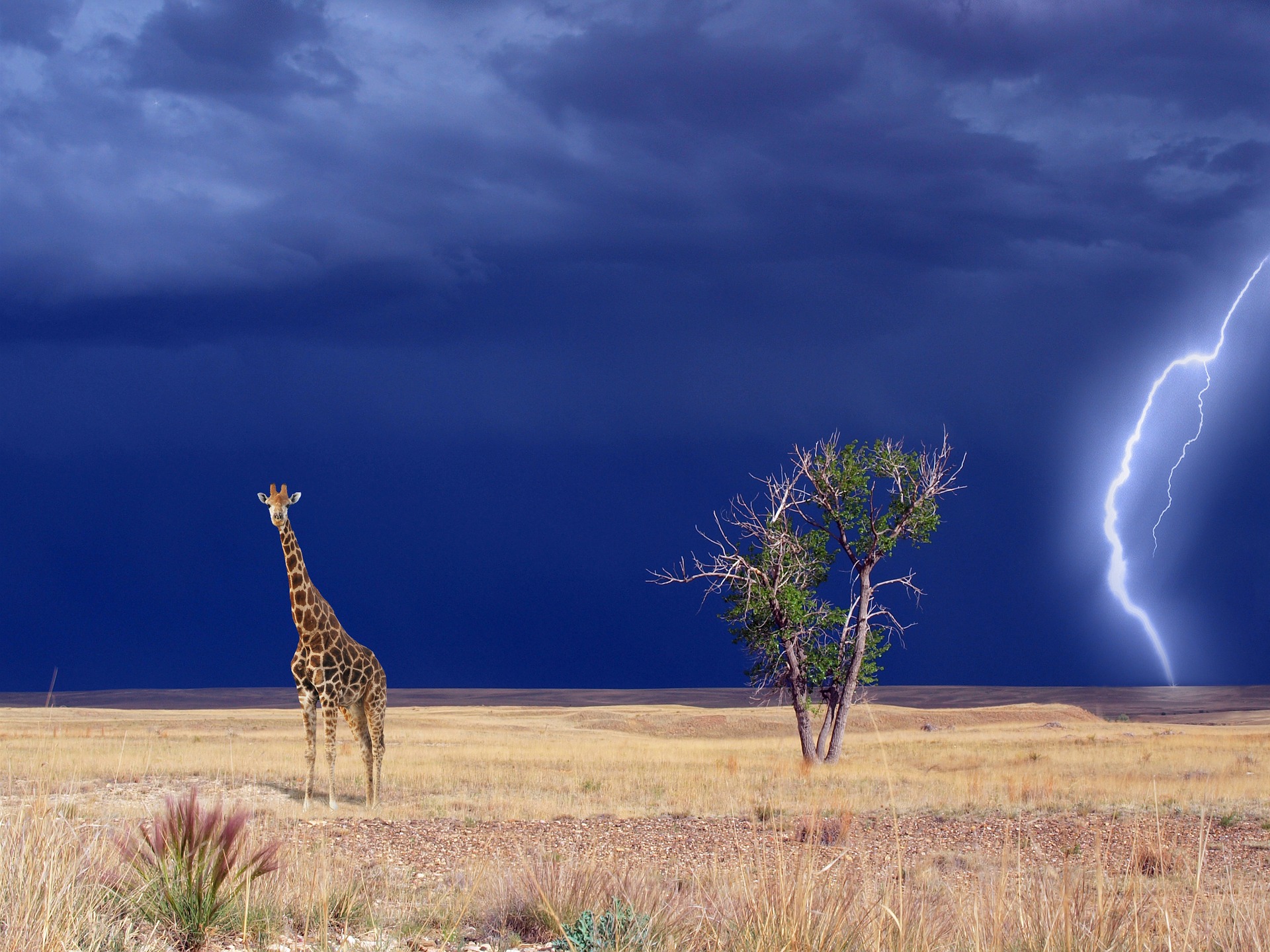giraffe-1742236_1920.jpg