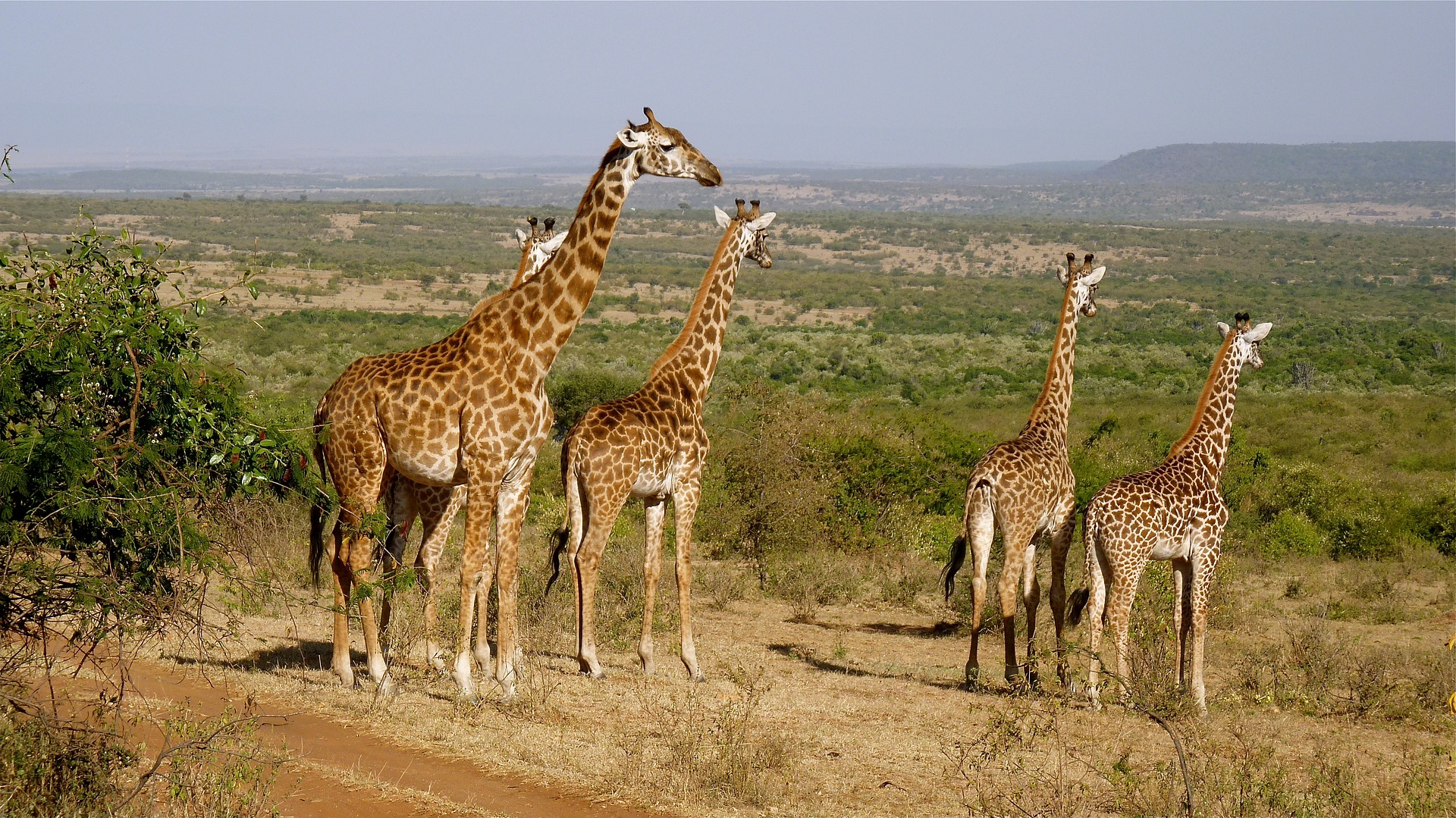giraffes-2615089_1920.jpg