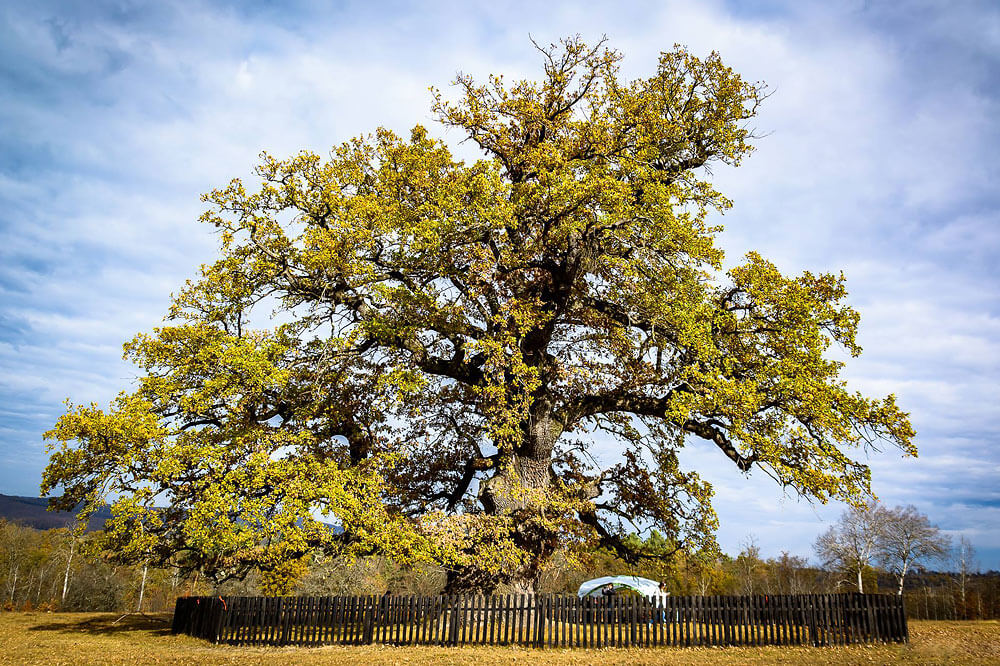 stejarul-din-mercheasa-gorun-trail.jpg