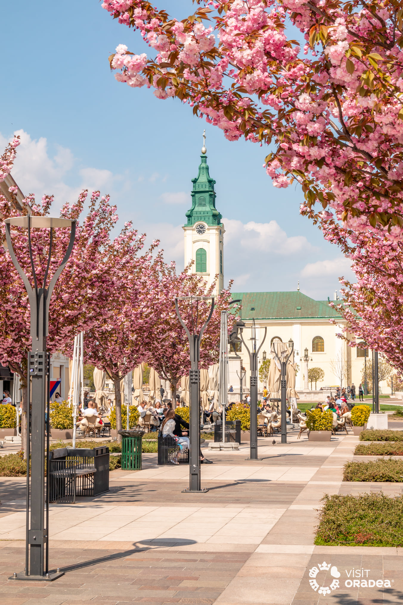 Fondul vegetal din Piața Unirii va fi completat cu arbori de talie  mare