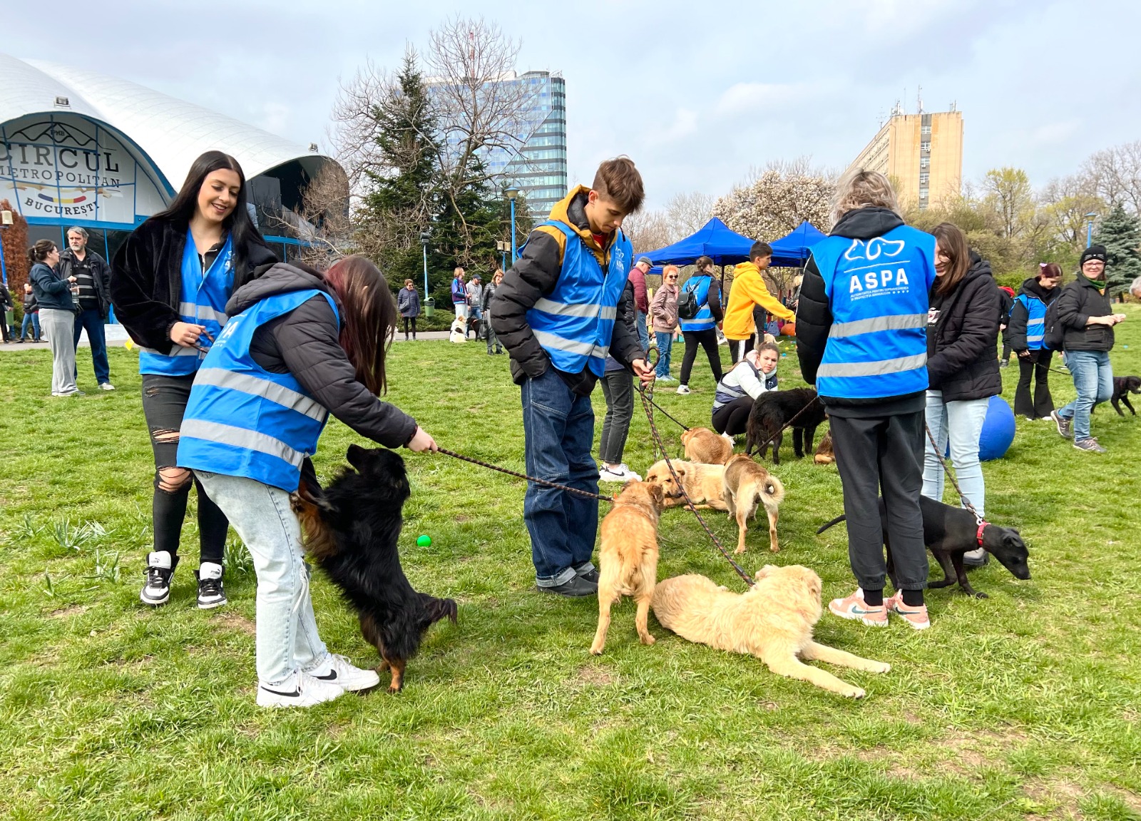 17 căței au fost adoptați la târgul de pe 8 aprilie. Următorul târg: 29 aprilie, la Arena Națională