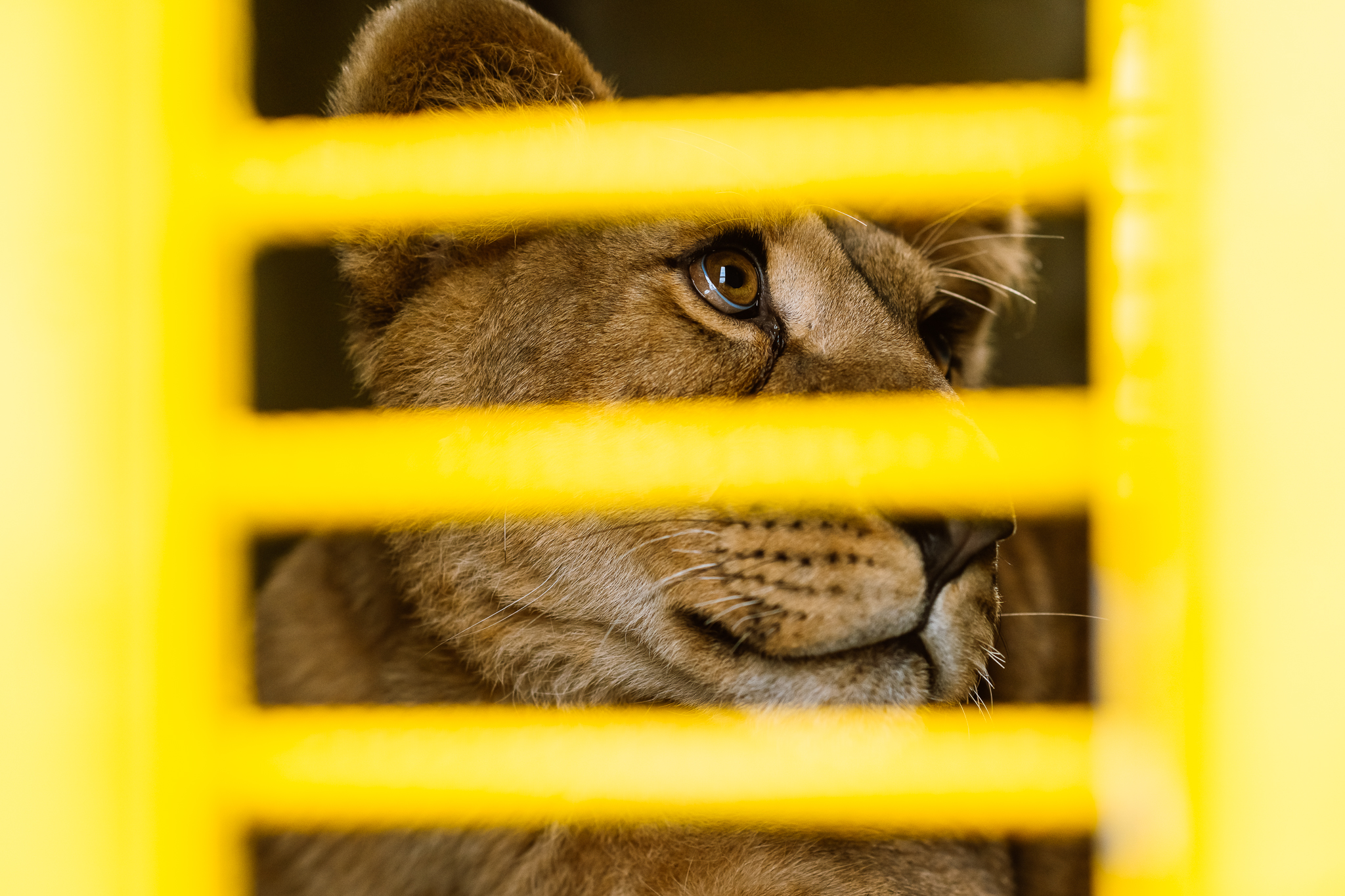 Lei salvați din Ucraina și adăpostiți temporar în Grădina Zoologică din Târgu Mureș au plecat spre domiciliul permanent