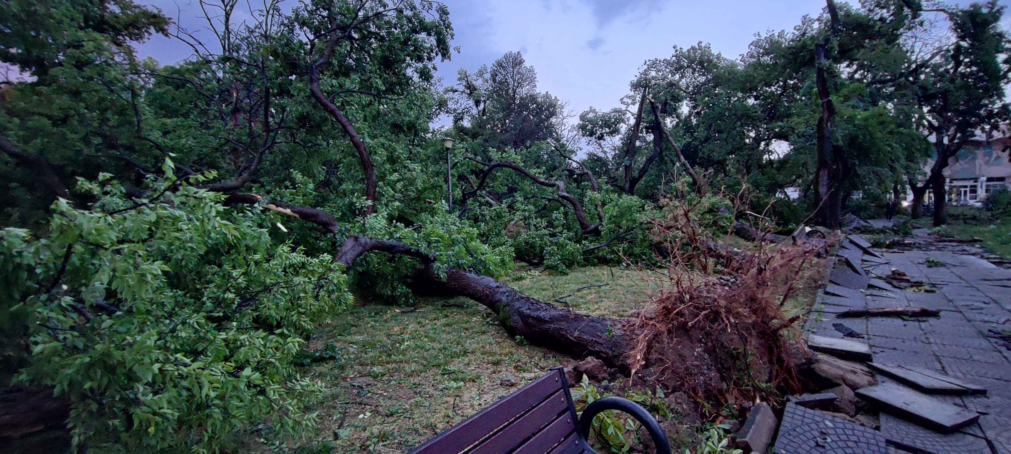 Informații și precizări importante, ca urmare a vijeliei: cum intervine Primăria Oradea, obligații ale cetățenilor, numere utile de telefon