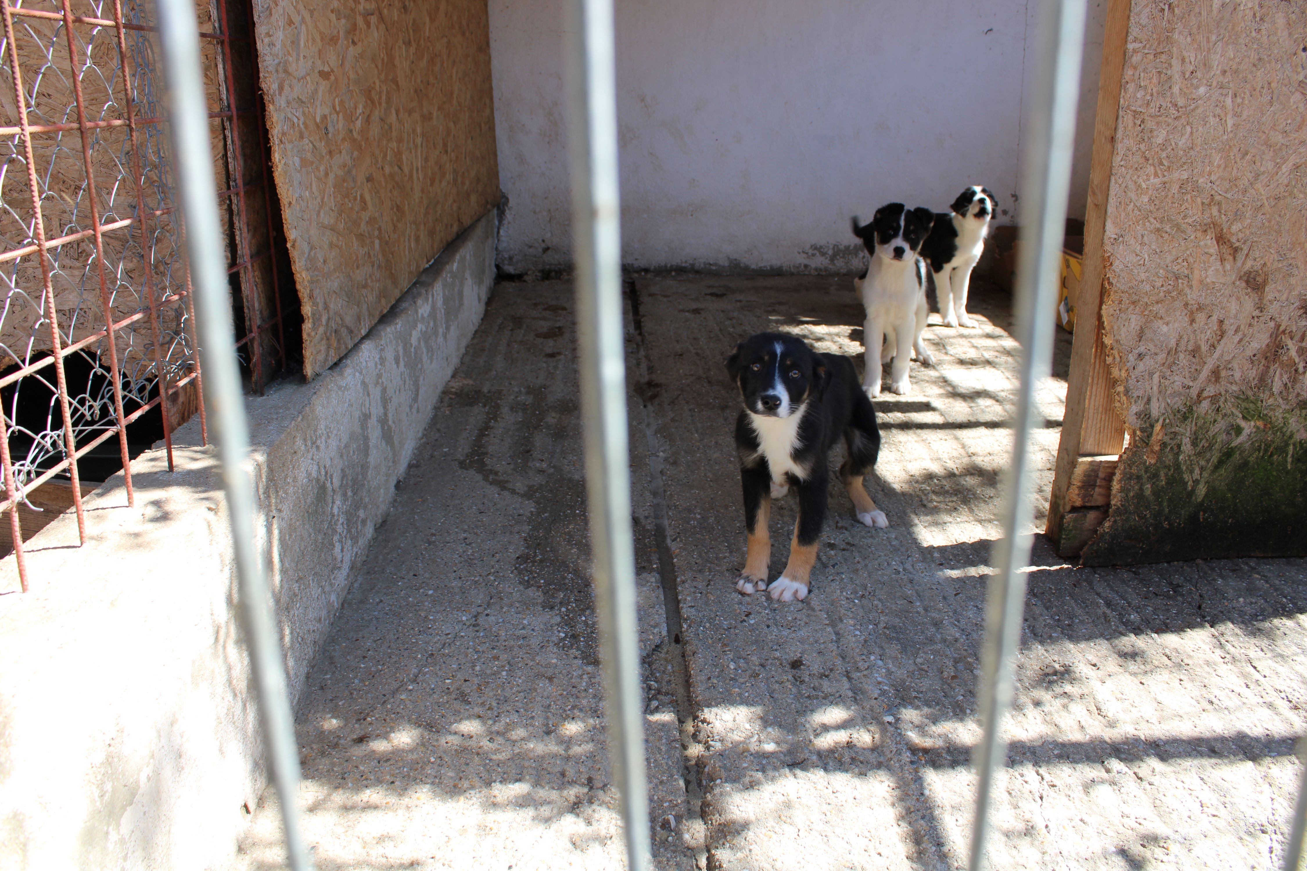 Aproape 400 de suflete, câini şi pisici, din adăposturile Primăriei Sector 2, îşi caută familii iubitoare