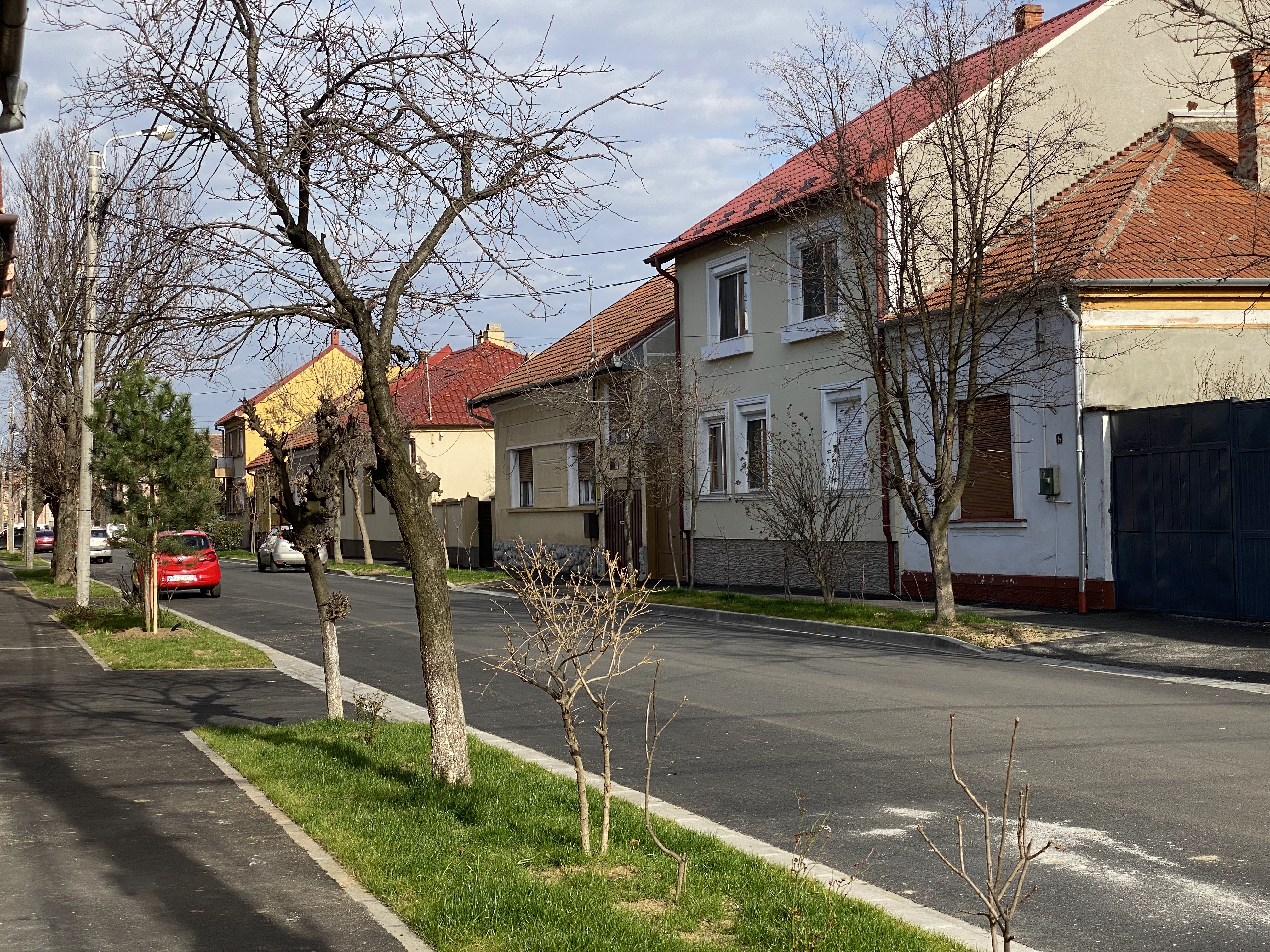 Peste 400 de arbori vor fi plantați în următoarele două săptămâni  în Oradea