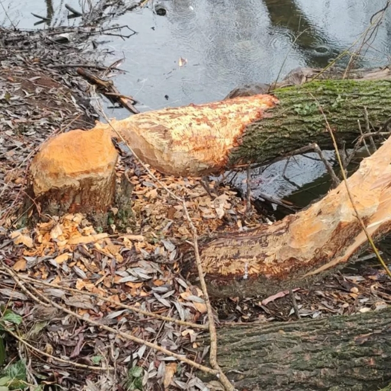 Întâlnire interinstituțională la Primăria Oradea: soluții pentru limitarea impactului castorilor