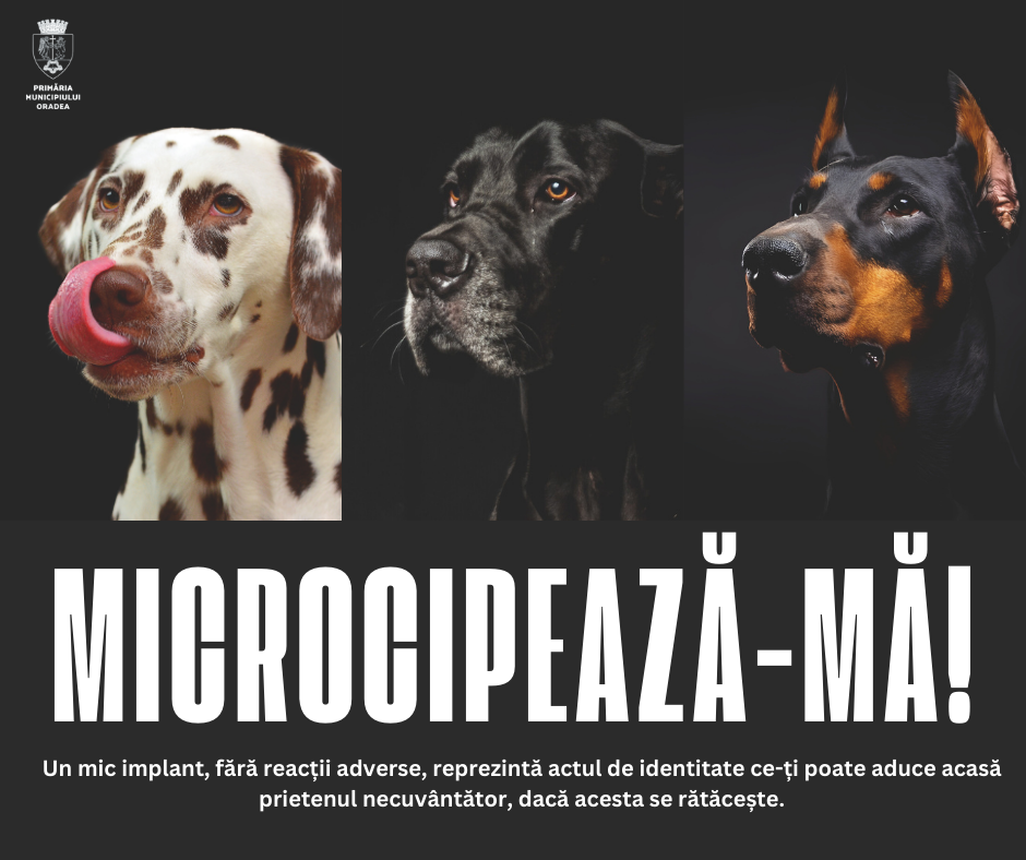 Fii responsabil, microcipează-ți câinele! Alternativa: amenda