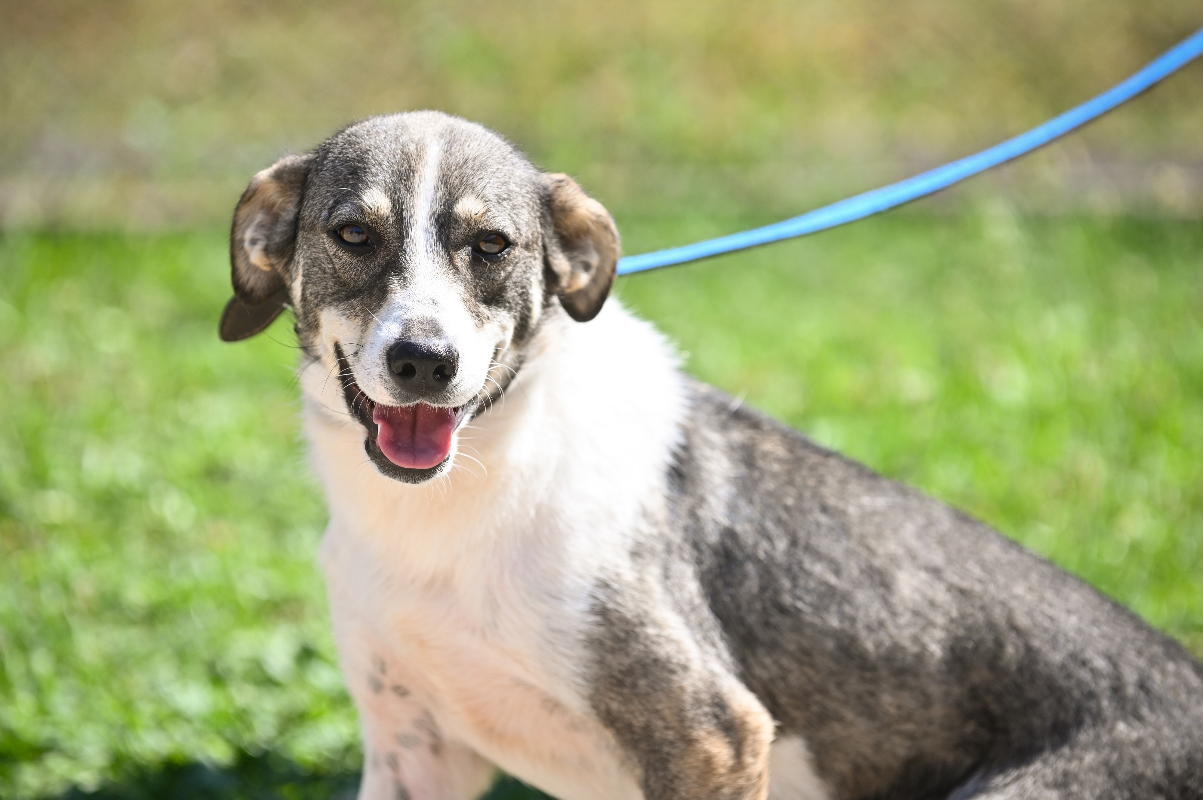 Comunicate | Aproape 200 de câini își așteaptă stăpânul la adăpostul din Dealul Gușteriței