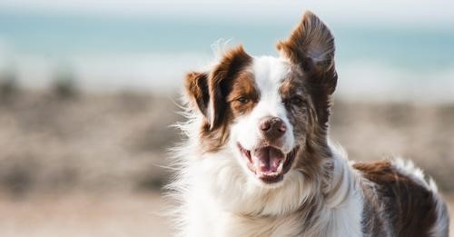 Sterilizări gratuite pentru câinii din Bihor | Consultare publică