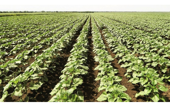 Producătorii agricoli care au fost afectați de seceta din anul trecut  pot solicita subvenție