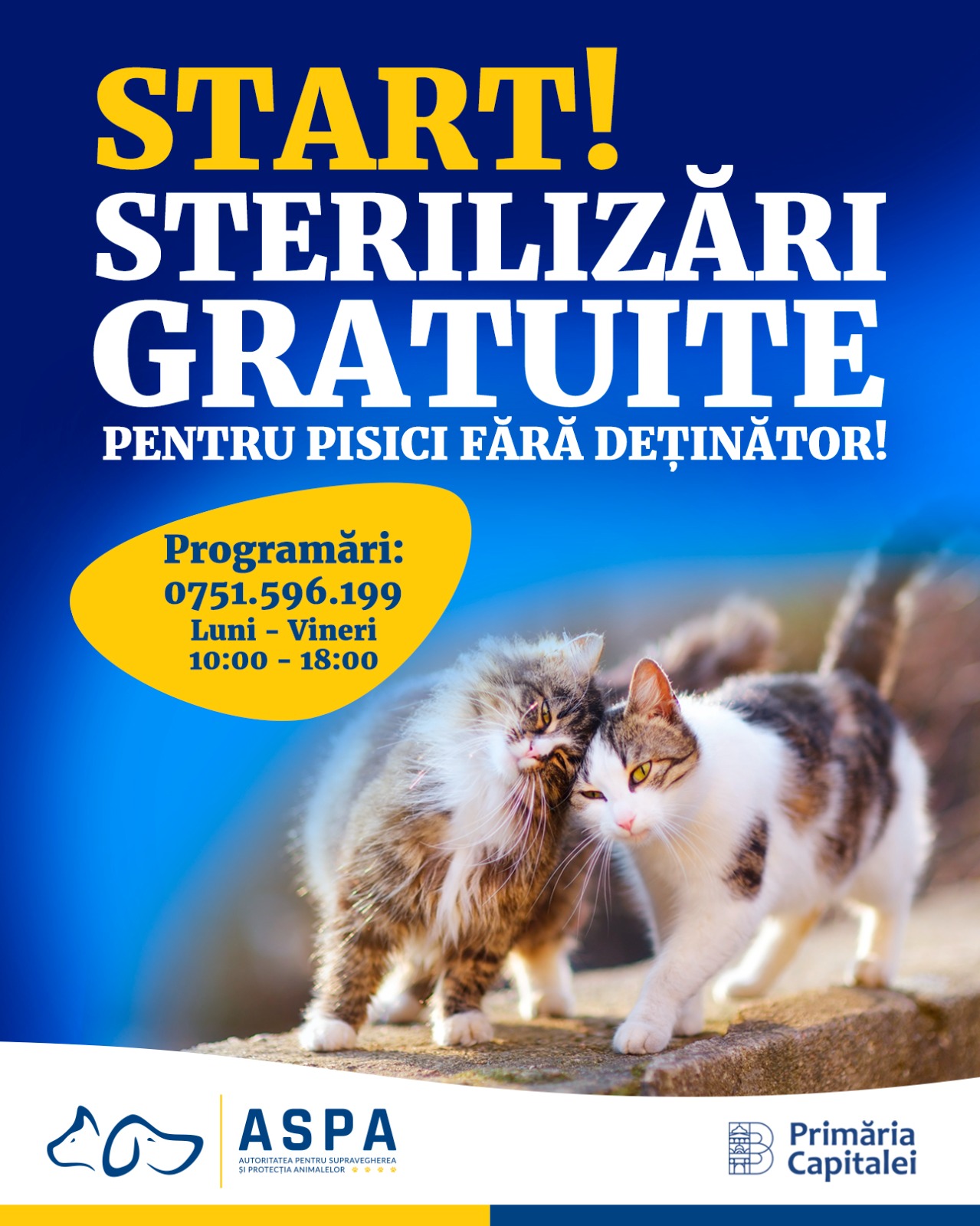 Campanie de șterilizare gratuită a pisicilor fără deținător