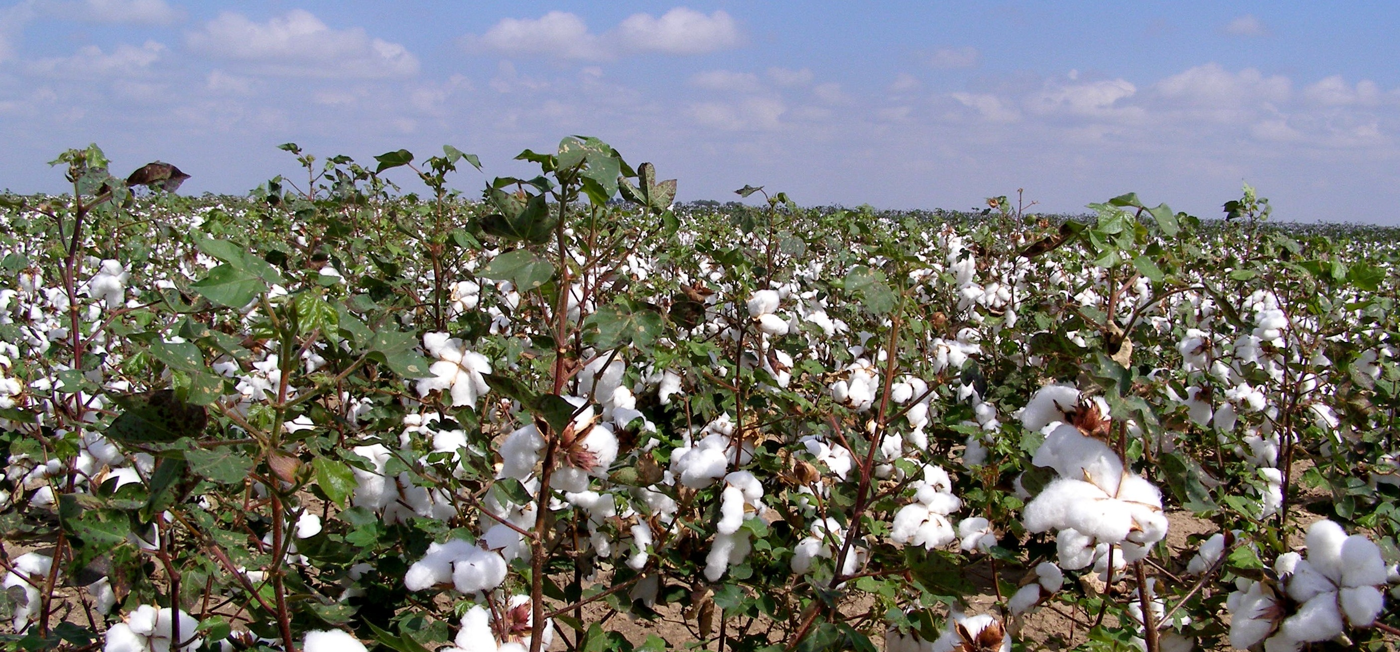 De ce sa alegem lenjerii de pat din bumbac calitate superioara?