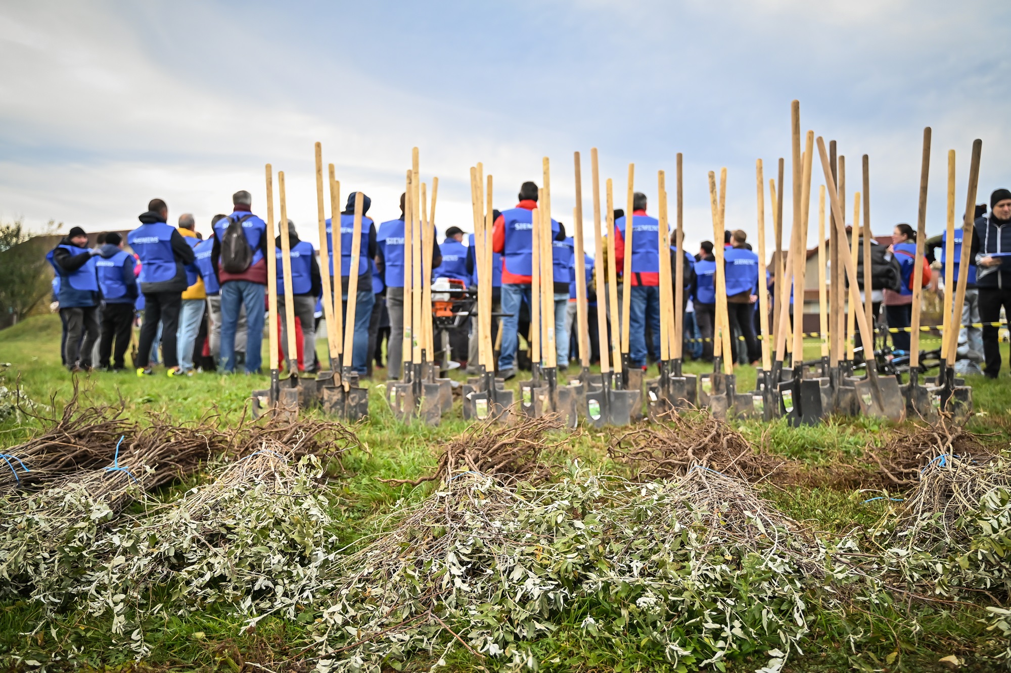 Sibiul crește mai verde