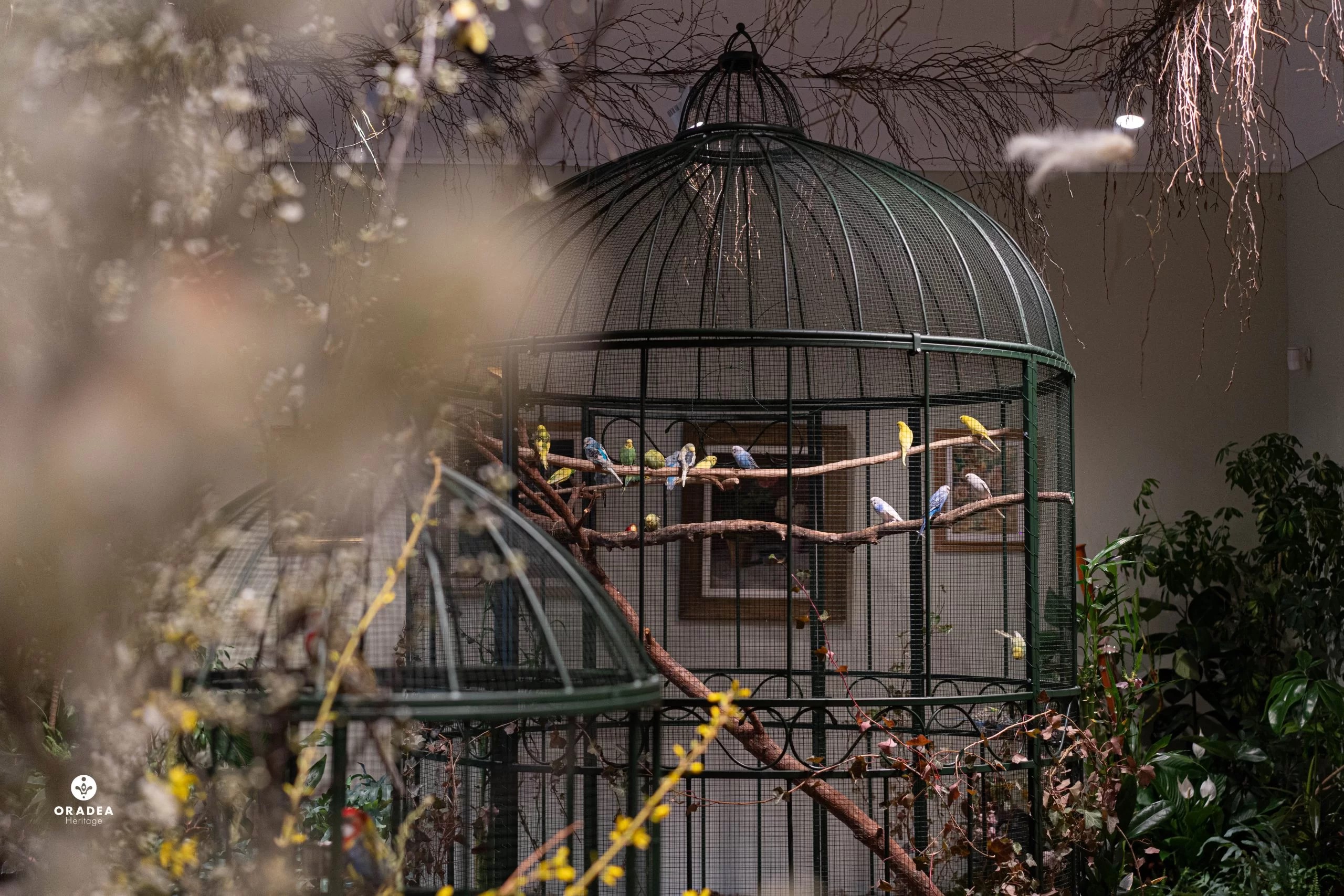 Sunetul naturii la Casa Darvas-La Roche
