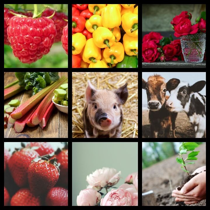 Recrutam personal pentru agricultura Olanda