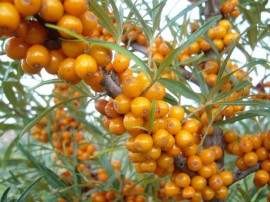 Catina din o Plantatie certificata Bio de catre firma de Certificare BIOS  Pret: 25 RON  Pret pachet (2 buc): 50 RON