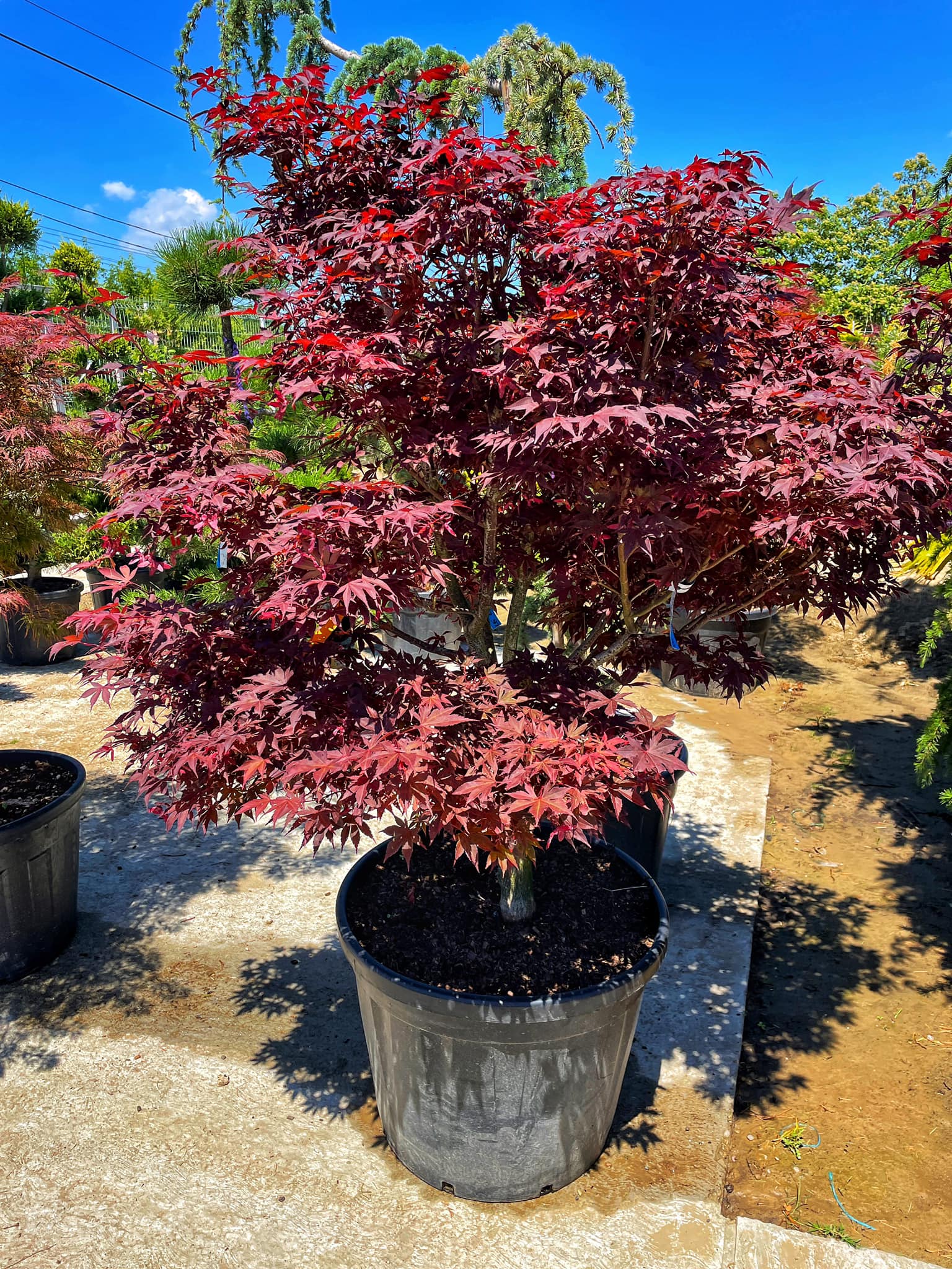 Acer Palmatum Blodgood