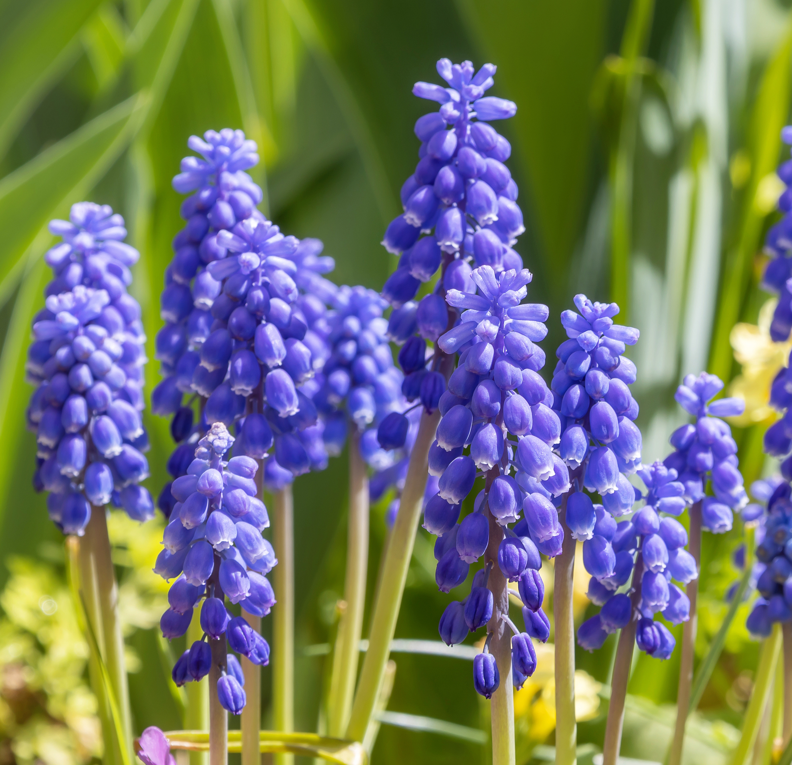 Bulbi Muscari