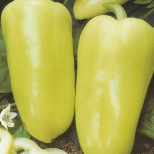 Seminte ardei de siria 2000 sem