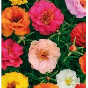 Flori - flori de piatra mix n32