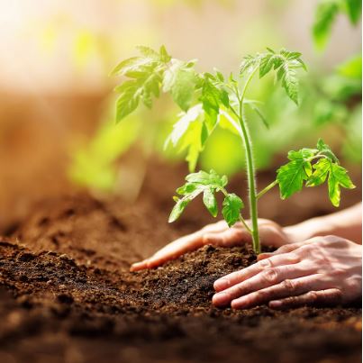 Pamant, ingrasamant, tratamente plante si combatere daunatori