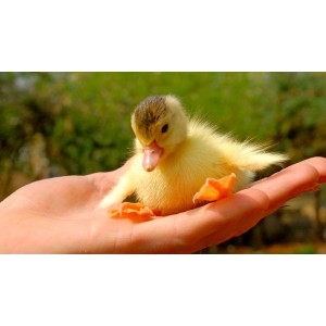 Hibridul MULARD (pui de o zi)