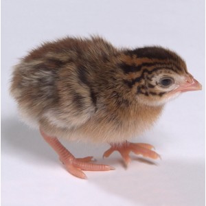 Bibilică (pui de o zi)